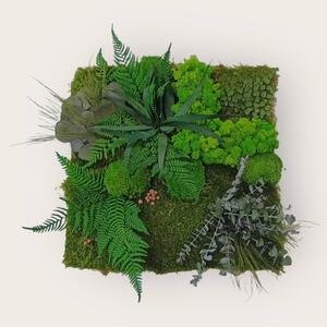 Картини зі стабілізованих рослин