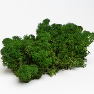 Стабілізований мох