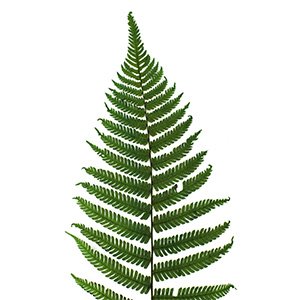 Стабілізовані рослини